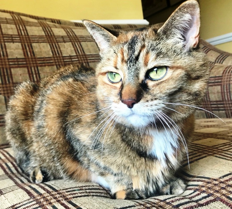 Ella, the Walton Rentals Office cat wants you to find the purrfect apartment rental!